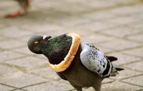 (ヽ´ん`)「鳩にパンの耳のネックレスつけてあげてる」