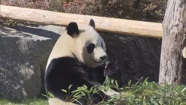 【悲報】和歌山のパンダさん、全頭返還ｗｗｗｗｗｗｗｗｗｗｗｗｗｗ