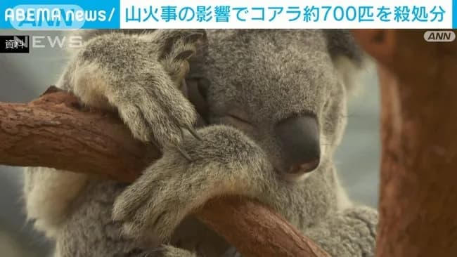 【悲報】オーストラリアさん、コアラ約700匹を空から狙撃し殺処分