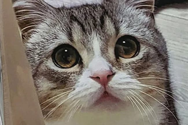 【悲報】もちまる日記、ついにYahooニュースにも取り上げられるｗｗｗｗｗｗｗｗｗ