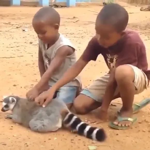 【悲報】 黒人キッズさん、タヌキの子分になってしまう・・・