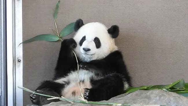 パンダ返還の原因、判明…白浜町長「パンダの産地から友好都市の申請来たけど断ってやったｗ」