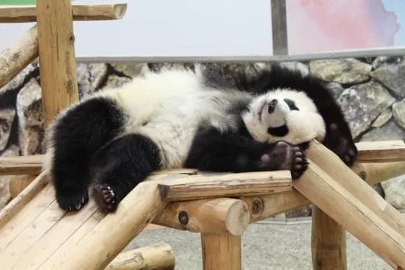 【悲報】パンダ返還の原因判明！白浜町長「パンダの産地から友好都市の申請来たけど断ったｗｗｗｗ」