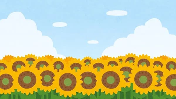 【画像】いい天気だからヒマワリ畑行った