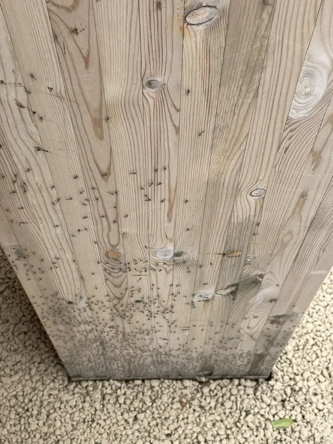 【画像】大阪万博、羽虫大量発生で大パニックｗｗｗｗｗｗｗｗｗｗｗ