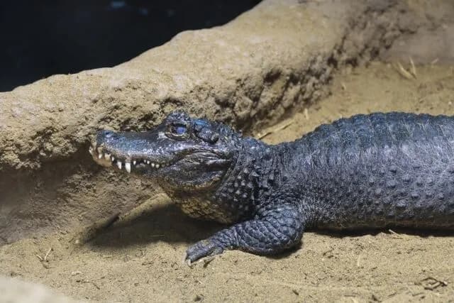 実在してるのが信じられない生き物