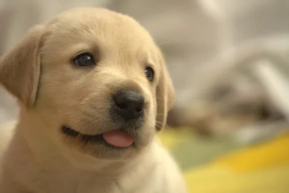 【悲報】イギリス政府が飼育禁止にするほど危ないワンちゃんたちがコチラｗｗｗｗｗｗ