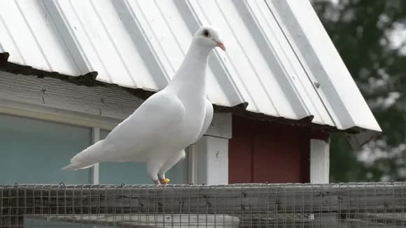 【画像】Vtuber「鳩やめてください」←豚「鳩って何のことですか？（すっとぼけ）」