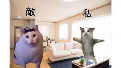 【悲報】『猫ミーム』とかいう覇権ブーム、なぜかガチで廃れてしまうwwwwwwwwwww