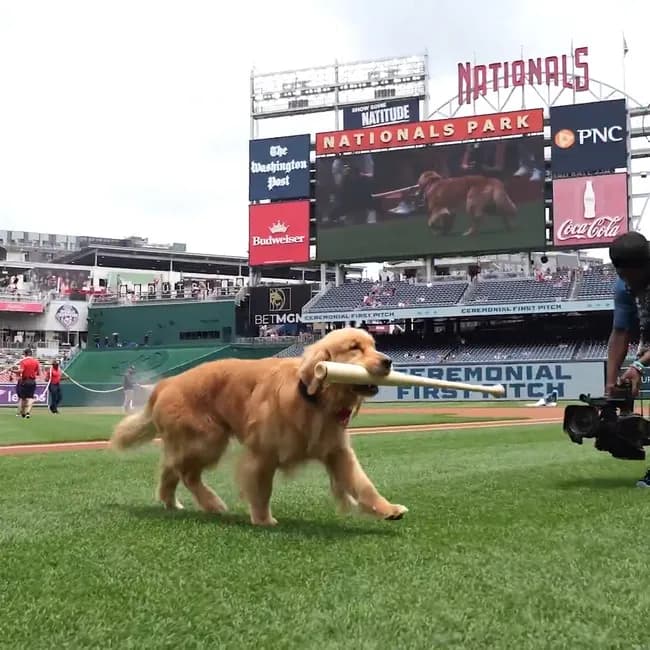 メジャーでバットを回収する犬「バットドッグ」のブルース君がデビュー