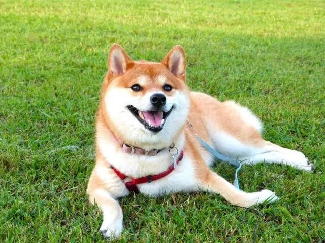 シバイヌが警察犬になれない理由
