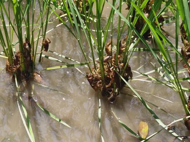 【悲報】田んぼ、ザリガニで溢れかえる🦀