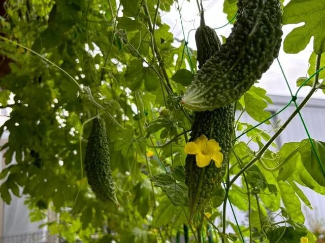 ゴーヤってほっとくだけでポンポン生えるのになんであんなに高いの？🥺