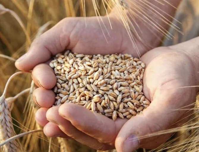 選手『小麦の摂取を控えてます』←こういうの心配になるよな