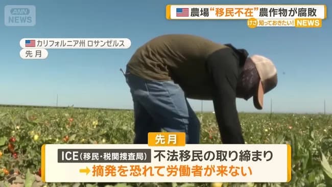 【悲報】アメリカの農家、移民がいなくなったので人不足で収穫できず野菜や果物が腐るwwwww