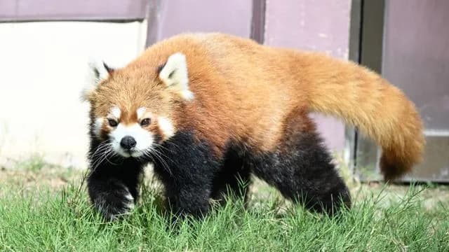 【悲報】中国にパンダを全て返還した和歌山さん、代わりにレッサーパンダを展示ｗｗｗｗ