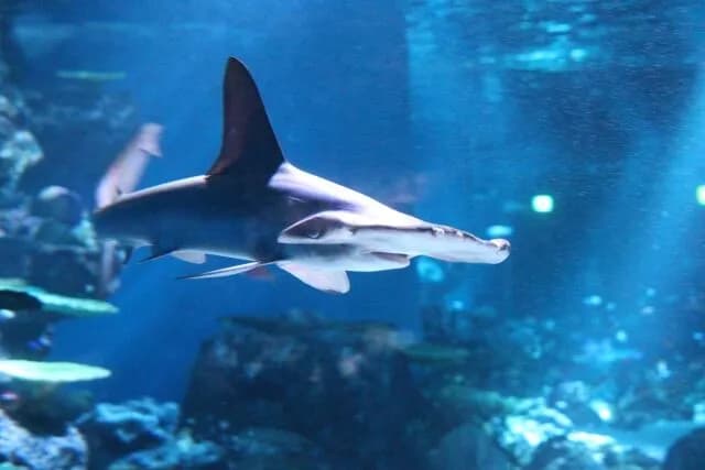 【画像】シュモクザメを見た江戸の民「珍しいから絵描いたろ！」