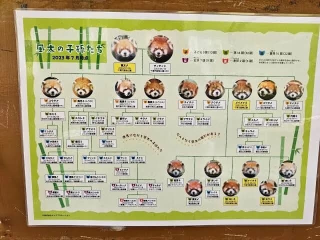 レッサーパンダの風太（存命）の子孫がこちらｗｗｗｗｗｗ