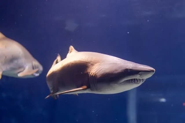 サメの裏側怖すぎる