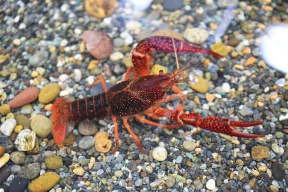 【悲報】ザリガニさん、機械に潰されておせんべいになる・・・・・・・・・・・