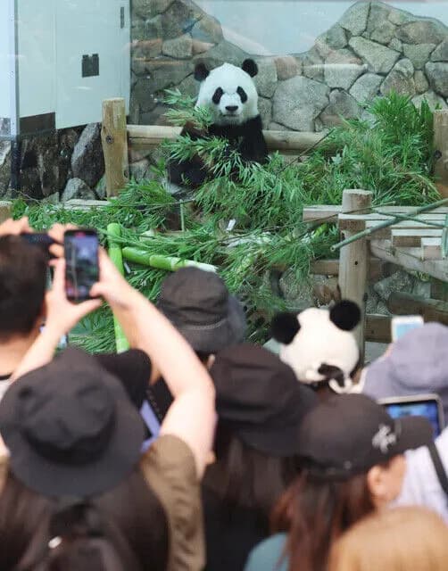 白浜町長「パンダいないから、台湾に代わりの動物頼んだら日本にいるのしかおらん🥺」