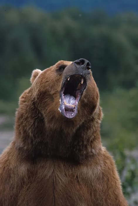 住民「新聞配達員がクマに襲われてるので金属バットを持ち外に出たが恐怖で見てることしかできなかった