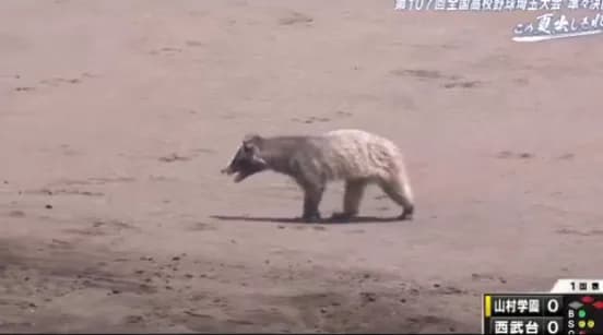 高校野球の試合中に乱入wwwwwwwwww