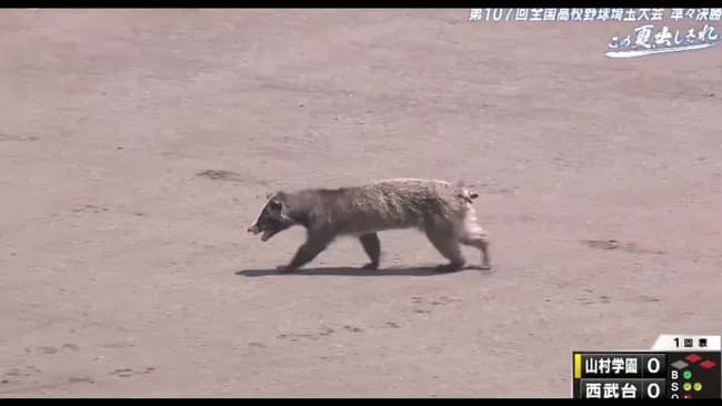 【動画】アライグマさん、甲子園予選に飛び入り参加してしまうwwwwwwwwwwwwwww