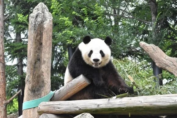 【悲報】パンダ抜きの和歌山県、ガチでなんもない模様ｗｗｗｗｗｗ