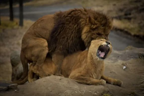 【疑問】強者しか『そういうこと』できないのは、どの生き物も同じだよな？