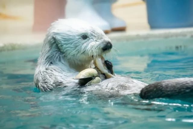 【動画】ラッコさん🦦、甘える