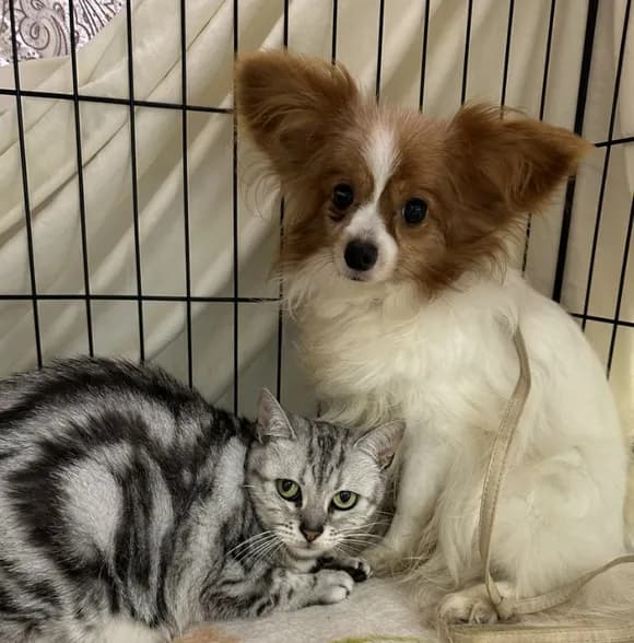 【悲報】女性「結婚するから飼ってたワンコとにゃんコ手放します♪」（施設にポイッ）←批判殺到・・・・・