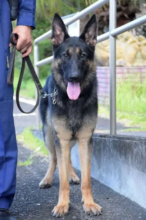初出勤の警察犬、５０人で５時間半かけても見つけられなかった行方不明者を４分で発見してしまうｗ