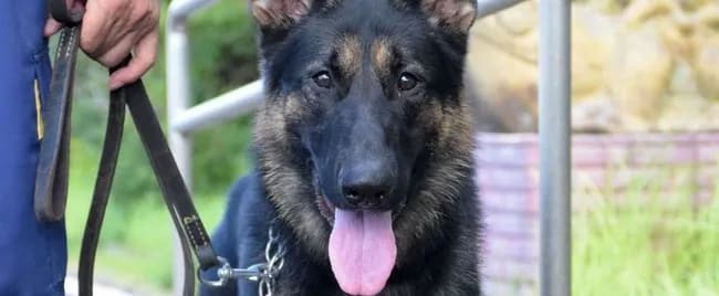 初出勤の警察犬、５０人で５時間半かけても見つけられなかった行方不明者を４分で発見してしまうｗ