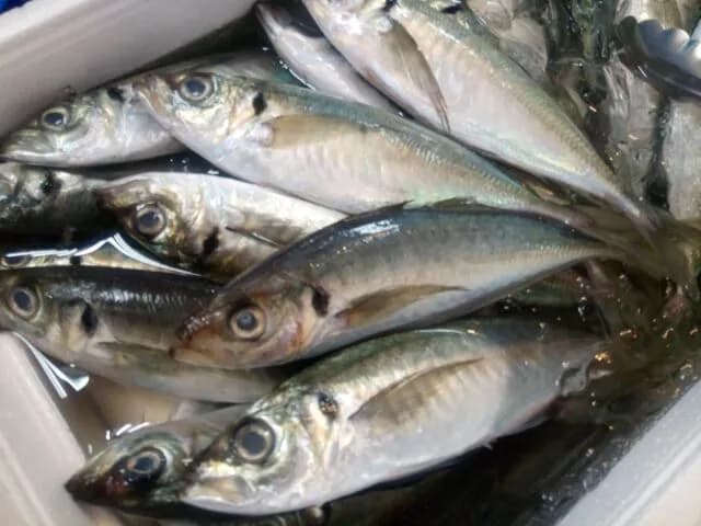 「アジ」「サバ」←今後どちらかが一生食べられなくなるとしたら
