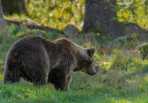 【バカ定期】日本人さん「クマ殺し」「無能集団が」自治体に抗議電話200件