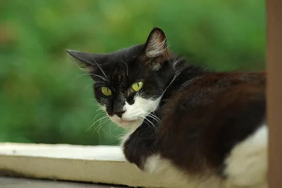 【動画】猫、家の中を破壊しまくるｗｗｗｗｗｗｗｗｗｗｗｗｗｗｗ