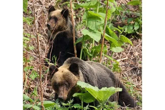 男性を殺し駆除された熊、『岩尾別の母さん』といわれ記念撮影もされる大人しい名物熊だった