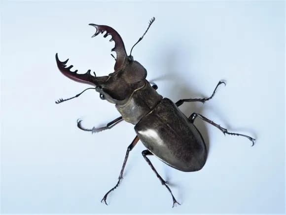 【悲報】一番好きなクワガタでそいつの学歴がわかることが判明ｗｗｗｗｗｗｗｗ