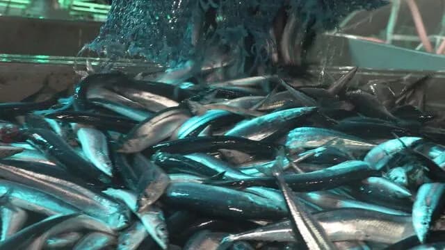 【朗報】サンマ大漁ｗｗｗｗお前らの想像以上に大漁ｗｗｗｗｗｗｗｗｗｗ