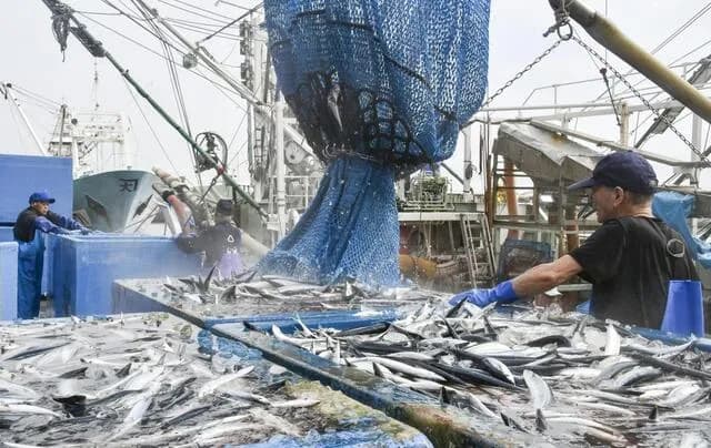 サンマ、豊漁すぎて1日で過去4年間の合計漁獲量を上回るｗｗｗｗ