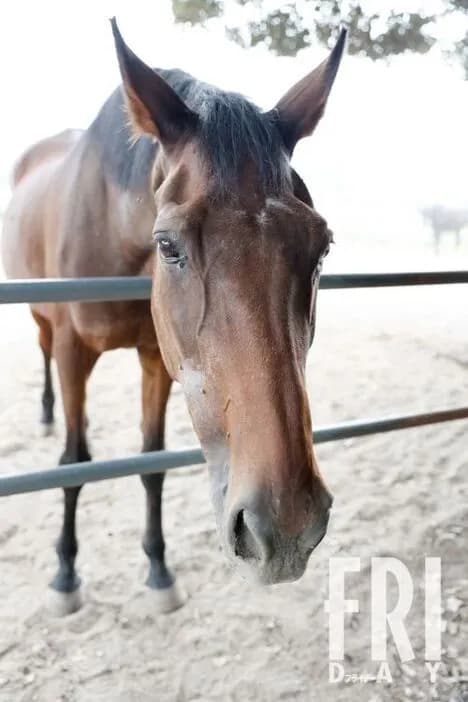 【訃報】ハルウララ(29)、逝く　〝113連敗した負け組の星〟が天国へ