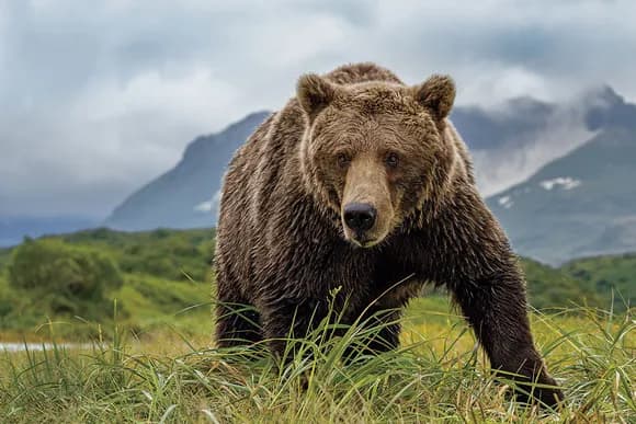 【疑問】ヒグマに連れ去られたらどうすれば生還できるん？