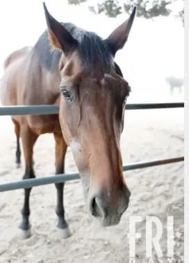 【悲報】ハルウララ(29)、逝く〝113連敗した負け組の星〟が天国へ・・・・・・