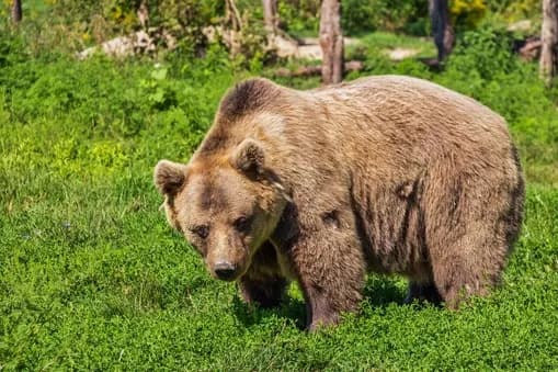 【悲報】クマさん、住宅の2階に出没ｗｗｗｗｗｗｗｗｗｗｗｗｗｗｗｗｗ
