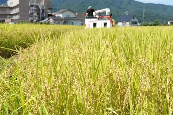 【悲報】米、余りまくる・・・・・