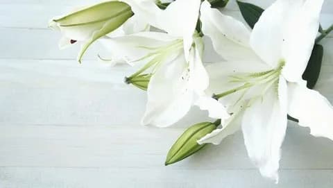 【悲報】最近の日本人、「無言の帰宅」の意味も知らない