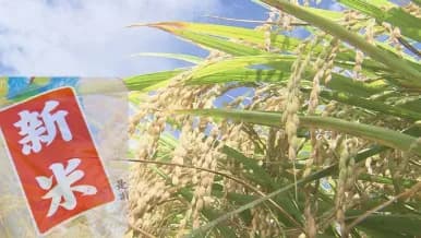 【悲報】JA「新米の価格めっちゃ上げたろ！」→新米の販売量が去年の半分へ・・・・・