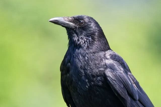 カラスって人間の7歳くらいの知能持ってるらしい🐦‍⬛