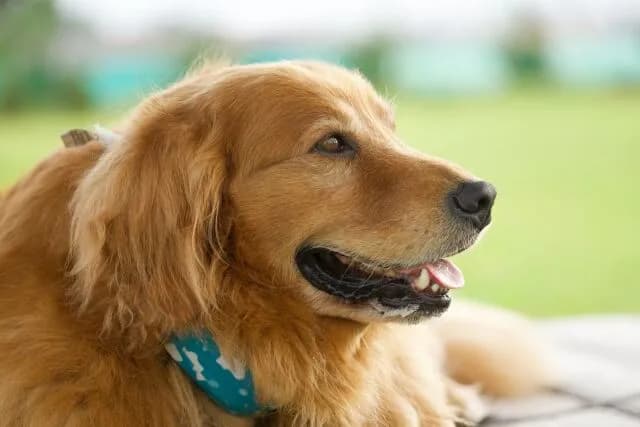 犬飼いたいんやが犬飼ったことある人きて